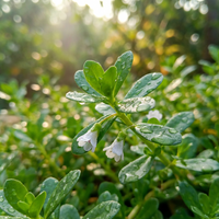 Brahmi Herb Seeds (Bacopa monnieri) – Non-GMO Heirloom Variety for Garden Cultivation