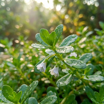 Bacopa monnieri (Brahmi) Seeds – Heirloom Non-GMO Medicinal Herb Seeds for Planting