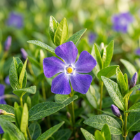 Heirloom Vinca Minor Seeds for Planting – Non-GMO Flower Seeds for Home Gardens