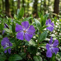 Vinca Minor Periwinkle Flower Seeds – Non-GMO Heirloom Seeds for Garden Planting