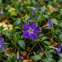 Vinca Minor Flower Seeds for Planting – Heirloom Non-GMO Garden Seeds with High Germination