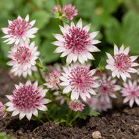 Pink Masterwort Seeds for Planting - Elegant Blooms for Your Garden