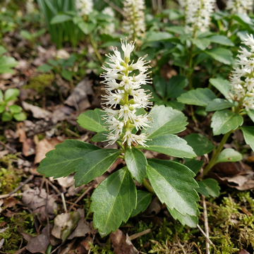 Pachysandra terminalis Flower Seeds for Shade Garden Ground Cover Use