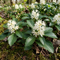 Pachysandra Flower Seeds for Planting – Non-GMO Heirloom | High Germination Organic Garden Seeds