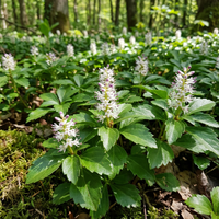 Pachysandra Flower Seeds for Shade Garden Ground Cover Planting