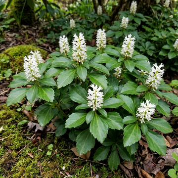 Pachysandra Flower Seeds for Planting – Non-GMO Heirloom | High Germination Organic Garden Seeds