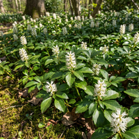 Pachysandra terminalis Flower Seeds for Shade Garden Ground Cover Use