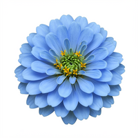 Sky Blue Zinnia Flower Seeds for Planting – Heirloom Non-GMO Seeds for Home Gardening