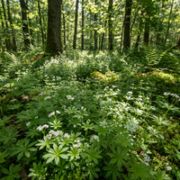 Sweet Woodruff Flower Seeds for Planting – Heirloom Non-GMO Seeds for Fragrant Garden Blooms