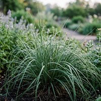 Vetiver Grass Seeds for Planting – Aromatic Roots for Landscaping and Soil Stabilization