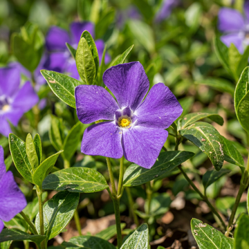 Organic Vinca Minor Flower Seeds – Heirloom Non-GMO Seeds for Outdoor Gardening