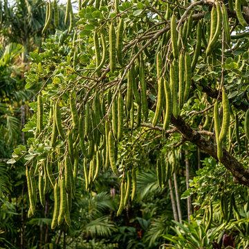 Ice Cream Bean Tree Seeds (Inga Edulis) – Heirloom Tropical Planting Seeds