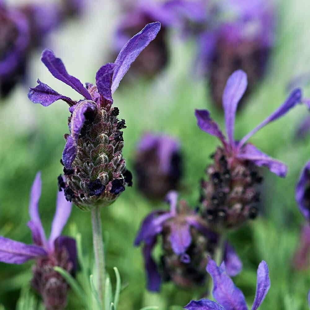 French Lavender (Lavandula dentata) plant with fragrant purple flower spikes growing in a garden.
