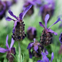 French Lavender (Lavandula dentata) plant with fragrant purple flower spikes growing in a garden.