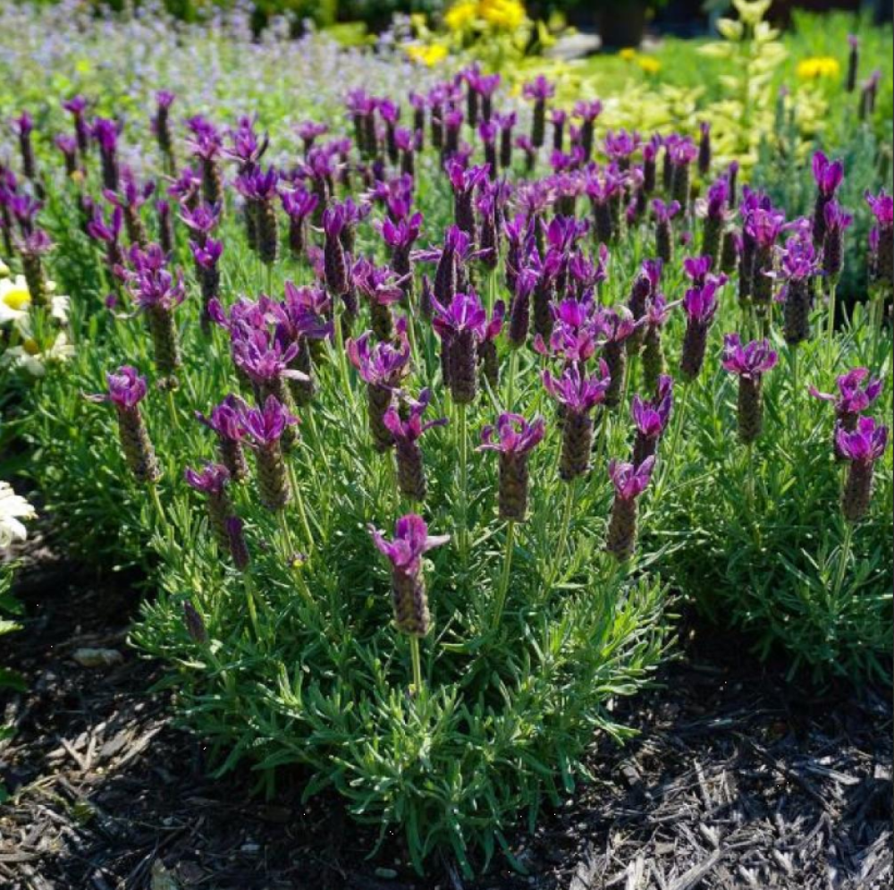 Close-up of French Lavender blooms and silvery-green foliage in an outdoor landscape.