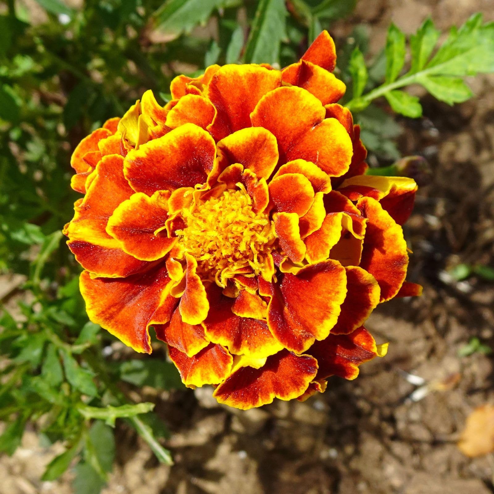 Bright French Marigold flowers blooming in a garden