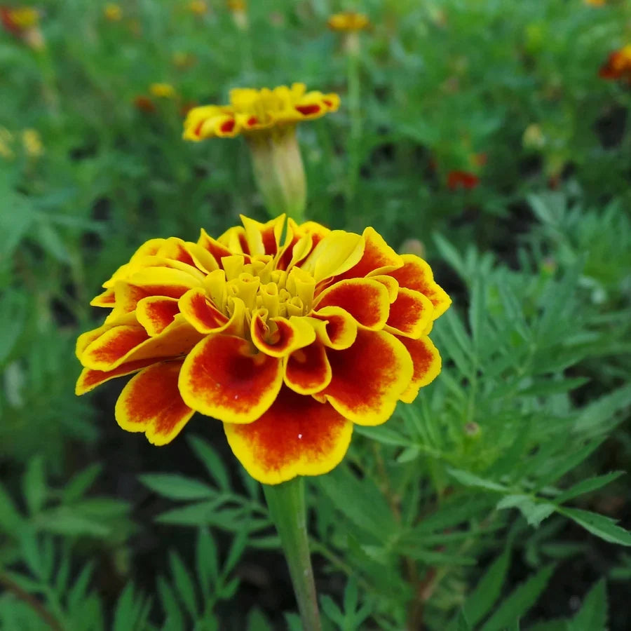 French Marigold flower seeds for garden planting
