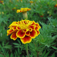 French Marigold flower seeds for garden planting