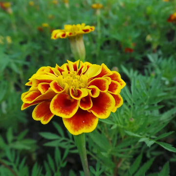 French Marigold flower seeds for garden planting