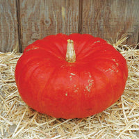 French pumpkin vines with developing fruit
