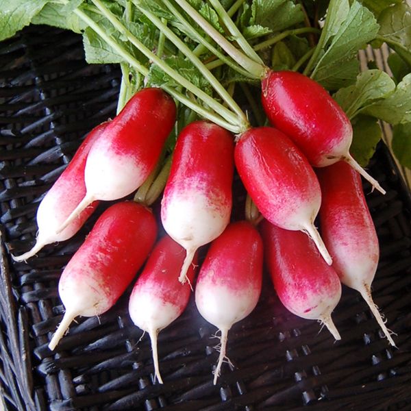 French radishes growing in loose soil in a vegetable garden