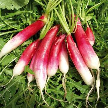 French Radish seeds for home vegetable garden planting