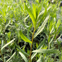 French Tarragon herb seeds for planting in home gardens and containers