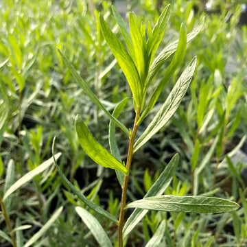 French Tarragon herb seeds for planting in home gardens and containers