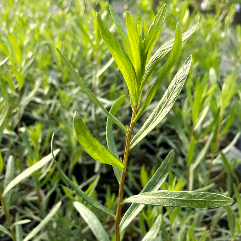 French Tarragon herb seeds for planting in home gardens and containers