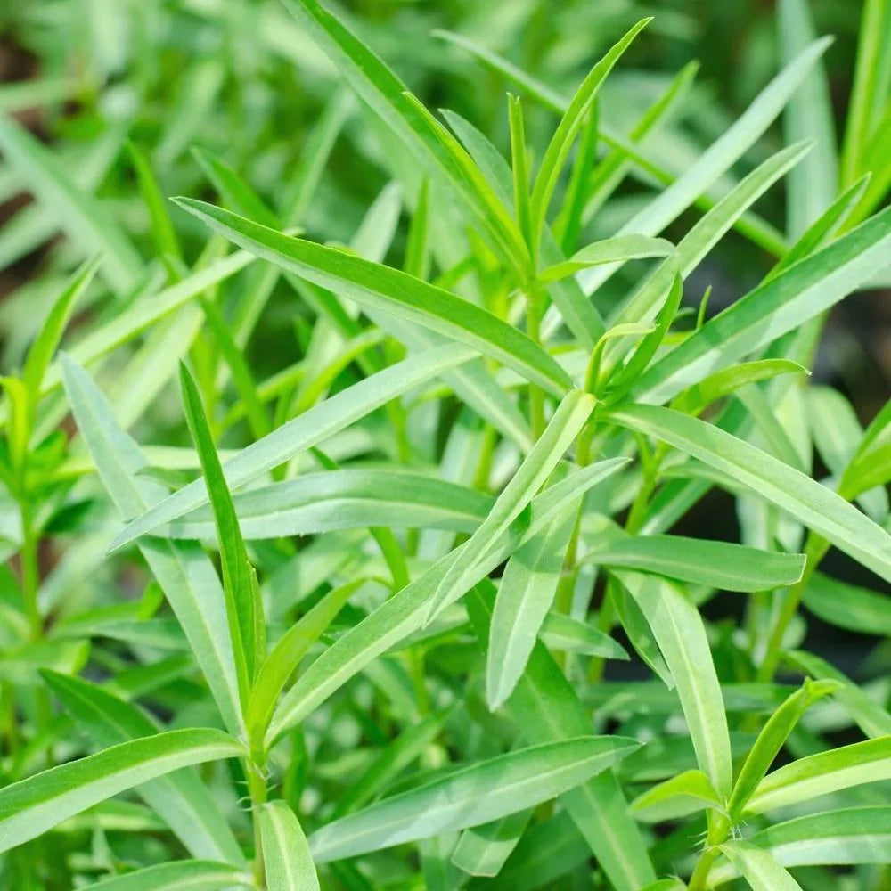 Aromatic French Tarragon herb growing in a kitchen herb garden