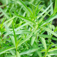 Aromatic French Tarragon herb growing in a kitchen herb garden