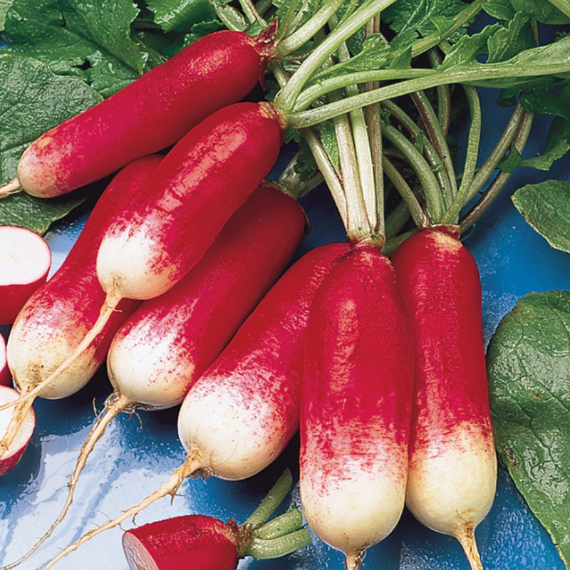 French Radish Seeds – Crisp Root Vegetable for Home Garden Growing