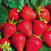 Fresca Giant Everbearing strawberry seeds for home gardens.
