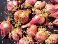 Fresh Banana Shallot Bulbs for Cooking