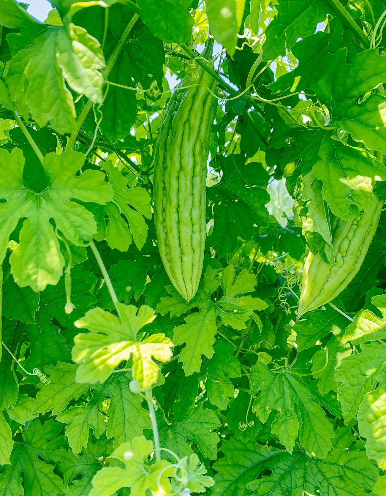 Fresh Green Bitter Melon Fruits