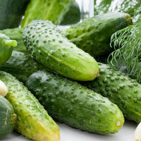 Fresh Green Boston Pickling Cucumbers