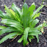 Fresh Cilantro Ancho Green Leaves