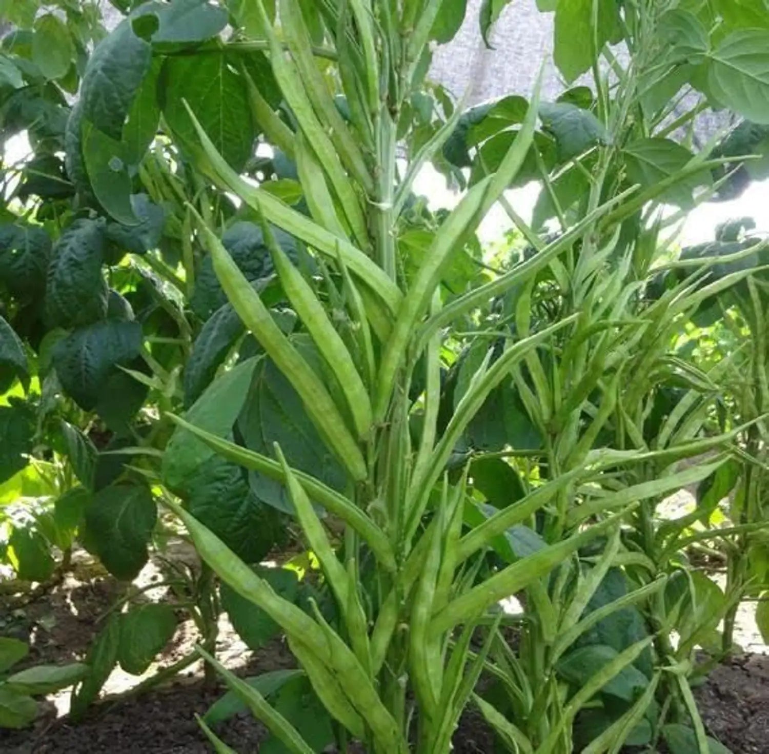 Freshly harvested cluster beans from a home kitchen garden