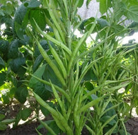 Freshly harvested cluster beans from a home kitchen garden