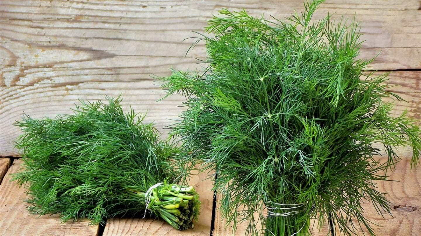 Heirloom dill herb plants growing in a raised garden container.