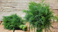 Heirloom dill herb plants growing in a raised garden container.