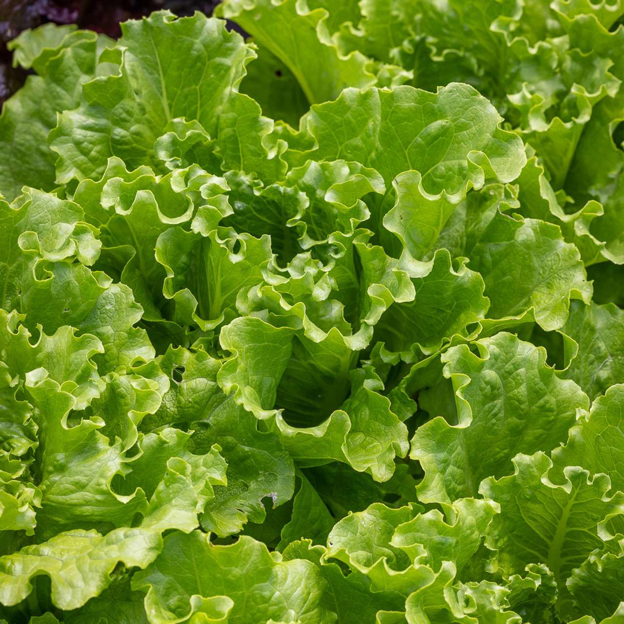 Fresh Green Escarole Endive Leaves
