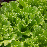 Fresh Green Escarole Endive Leaves
