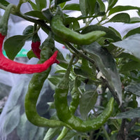 Fresh Green Fushimi Sweet Peppers