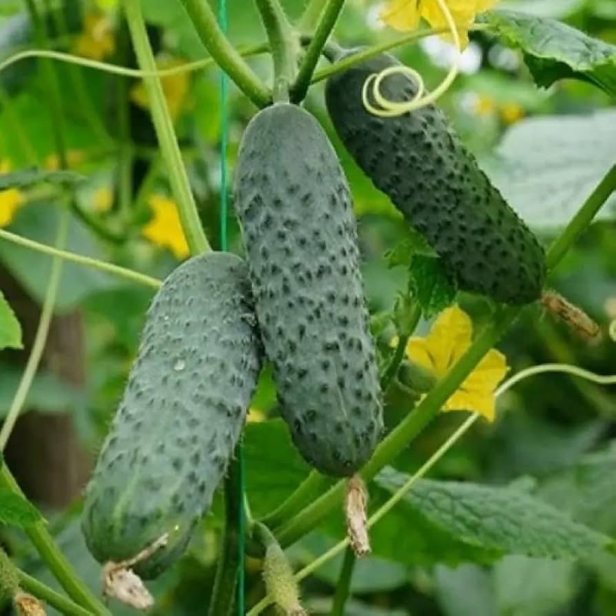 Productive cucumber plants growing in a raised garden bed.