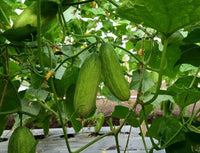 Productive hybrid cucumber plants thriving in a raised vegetable garden.