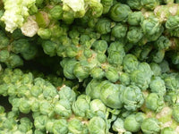 Fresh Green Jade Cross Brussels Sprouts