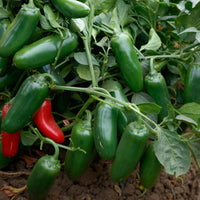 Fresh Green Jalapeno Chili Peppers