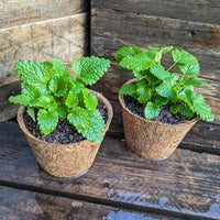 Fresh Lemon Balm herb leaves suitable for kitchen and ornamental gardens.