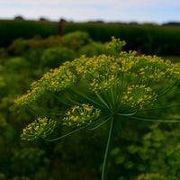 Healthy Mammoth Giant dill plants growing in a garden